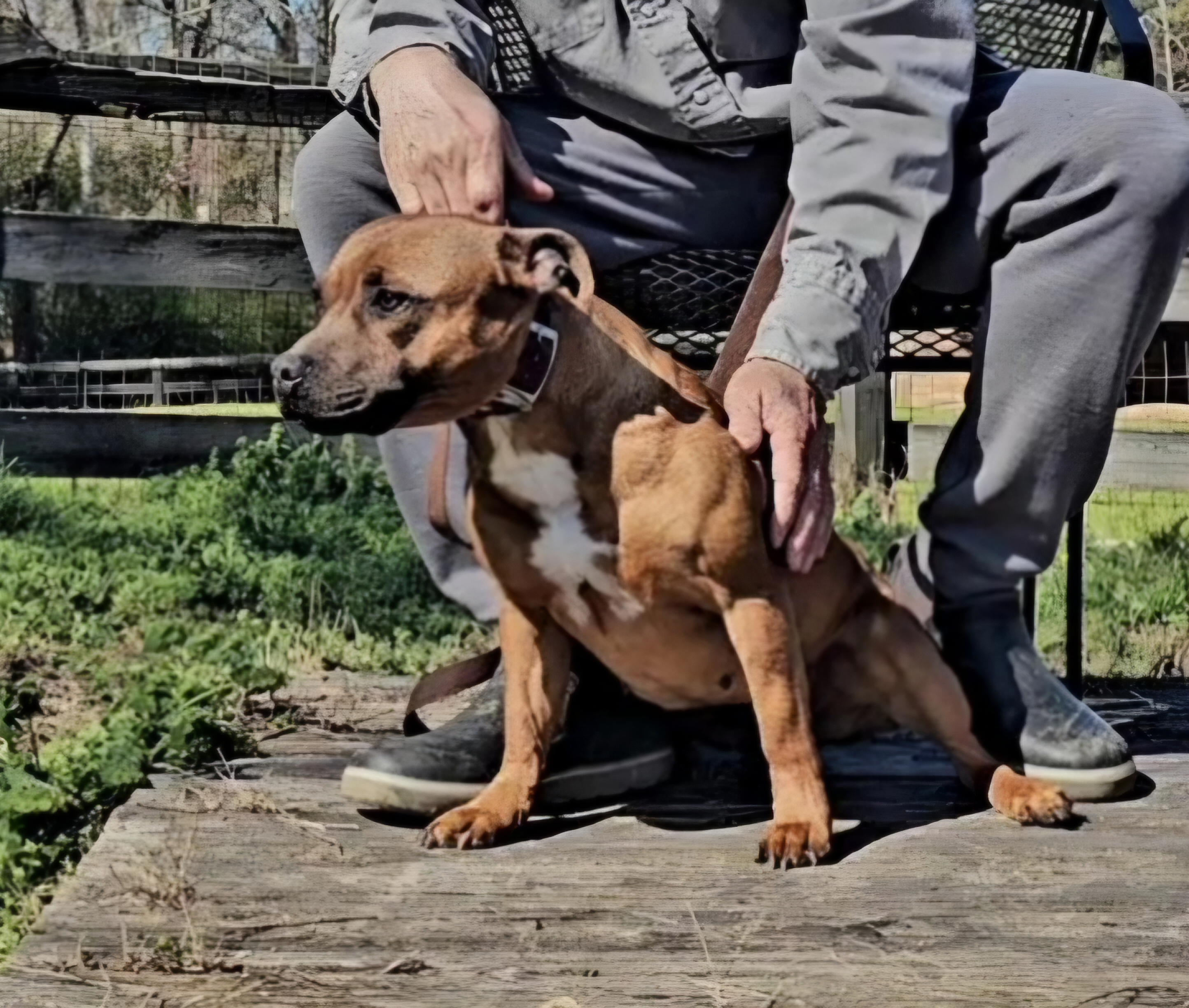 Adult Female Stafford