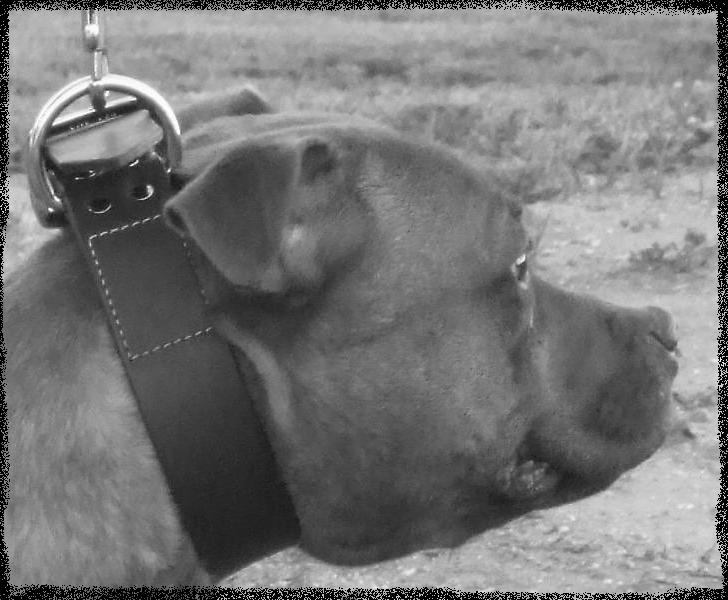 Ch. Sensational Intrepid Floyd