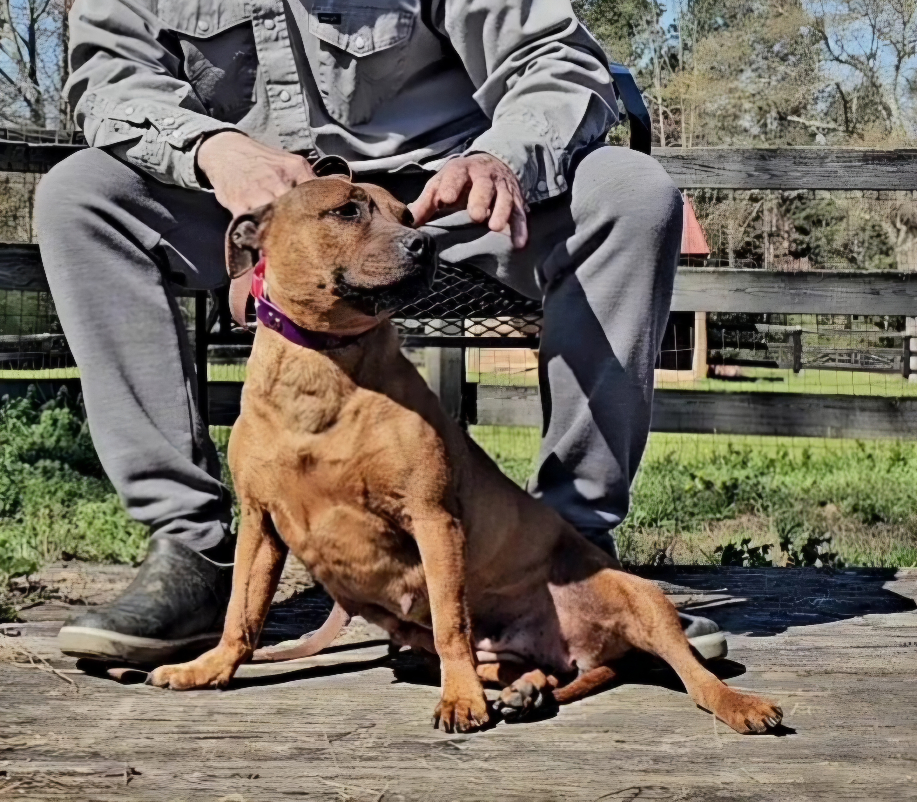 Adult Female Stafford