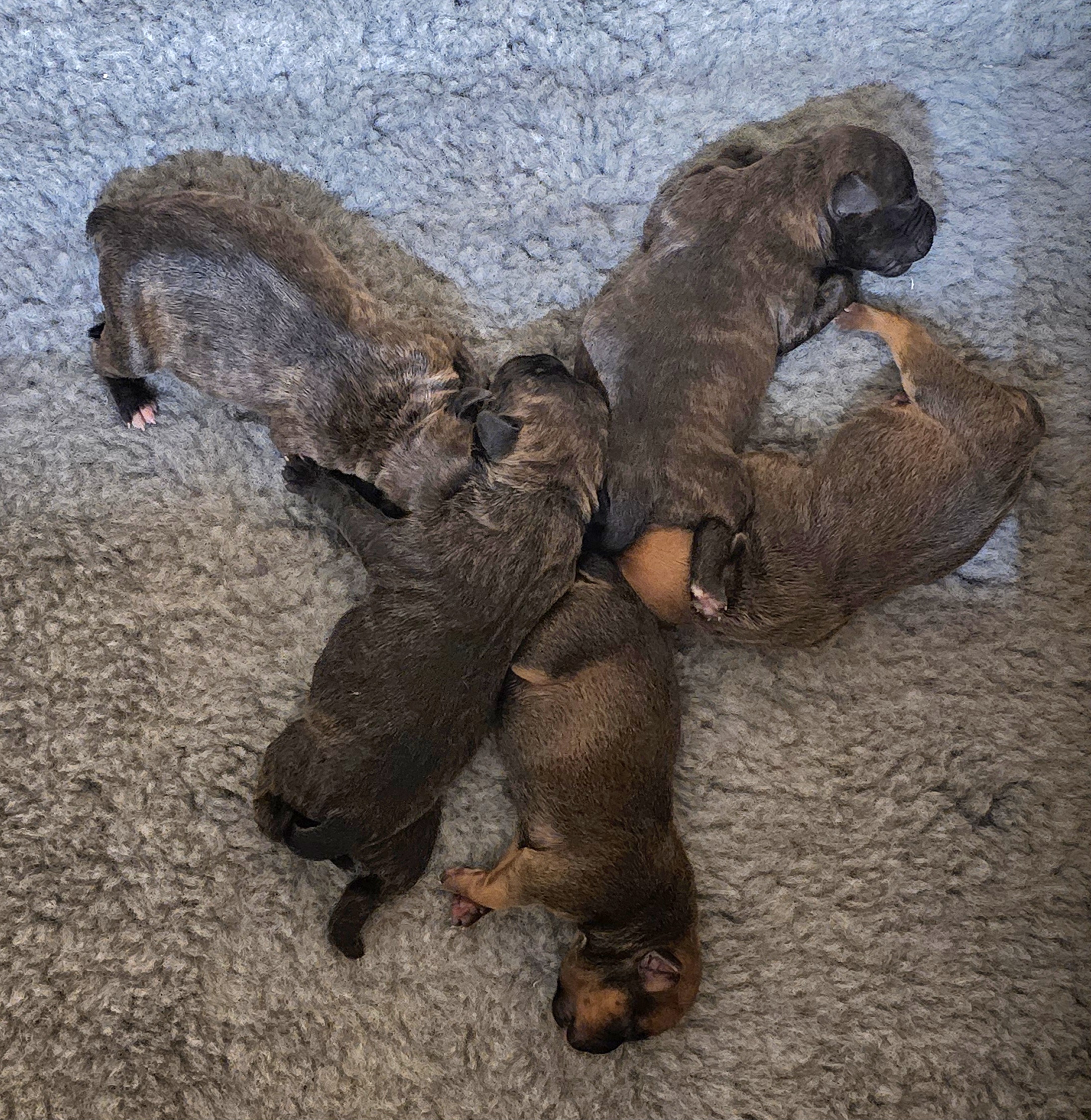 pups